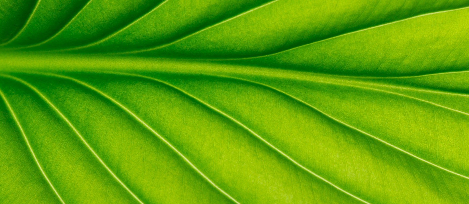 via-real-estate-green2-background