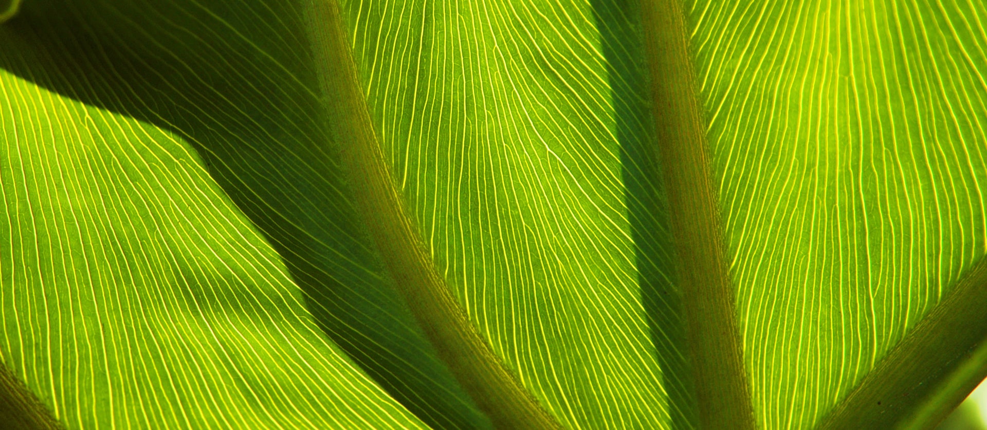 via-real-estate-green_background